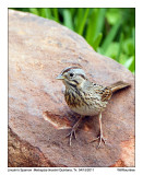 IMG_5559_LincolnSparrow_11x100.jpg
