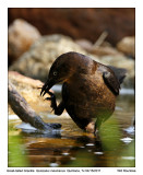 IMG_5563_GrttailGrackle_11x100.jpg
