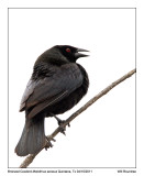 IMG_5666_BronzedCowbird_11x100.jpg