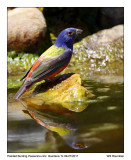 IMG_0370_PaintedBunting_11x100.jpg