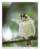 IMG_3590_RosebreastGrosbeak_11x100b.jpg