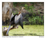 IMG_1284_Anhinga_11x100.jpg