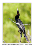 IMG_1452_Anhinga_6x8.jpg