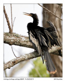 IMG_1657_Anhinga_11x100.jpg