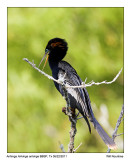 IMG_1451_Anhinga_6x8.jpg