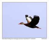 IMG_2307_BlkbelliedWhistDuck_11x100.jpg