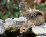 _MG_5139_GreySquirrel.JPG