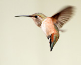 _MG_5729_RufHummer.JPG