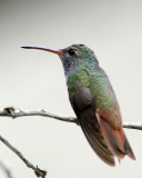 _MG_8432_BuffbellyHummer.JPG