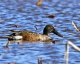 _MG_0041_NShoveler.jpg
