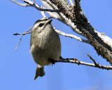 _MG_0218a_GodencrwnKinglet.jpg