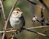 _MG_0454a_ClaycolorSparrow.jpg