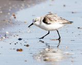 _MG_0571a_Sanderling.jpg