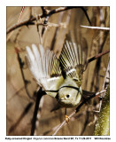 _MG_0694_RubycrwnKinglet.jpg