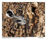 _MG_0850_BluegrayGnatcatcher.jpg