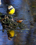 _MG_0897_CommonYellowthroat.jpg