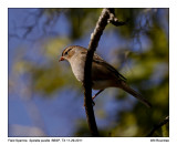 _MG_1182_FieldSparrow.jpg