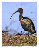 _MG_1283_WhitefaceIbis.jpg