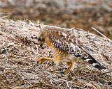 _MG_2203_RedShoulderHawk.jpg