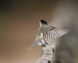 _MG_2447_EPhoebe.jpg