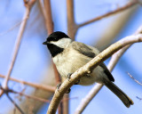 _MG_2647_Chickadee.jpg