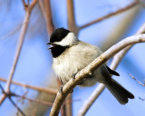 _MG_2658_Chickadee.jpg