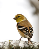 _MG_3439_AmGoldfinch.jpg