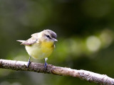 IMG_3039_PhilVireo_12x100W.jpg