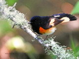 IMG_3254_AmRedstart_12x100W.jpg