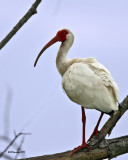 IMG_4922_WhiteIbis_10x100.jpg