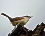 IMG_4966_CarolinaWren_10x100.jpg