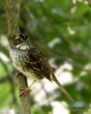 IMG_5719_WhtThroatSparrow_10x100.jpg