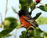 IMG_5851_OrchardOriole_10x100.jpg