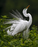 IMG_6119_GreatEgret_10x100.jpg