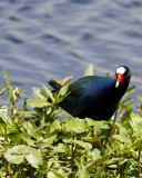 IMG_6273_PurpleGallinule_10x100.jpg