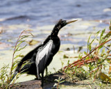 IMG_6354_Anhinga_10x100.jpg