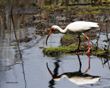 IMG_6554_WhiteIbis_10x100.jpg