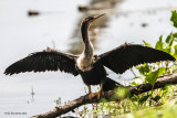 _MG_2570_Anhinga.jpg