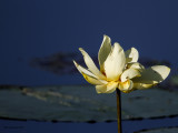 _MG_3090_Lotus_10x100.jpg