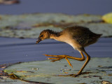 _MG_3184_babyPurpleGallinule_12x100.jpg