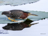 _MG_3937_GreenHeron_100x12.jpg