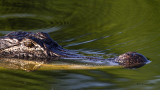 _MG_4262_Alligator.jpg