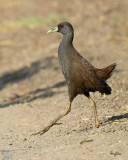 Plain Bush-Hen 
(a near Philippine endemic) 

Scientific name - Amaurornis olivaceus 

Habitat - Drier grasslands and scrub. 

[Sigma 300-800 DG] 
