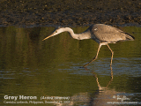 Grey_Heron-480x320.gif