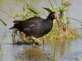 Common Moorhen 

Scientific name - Gallinula chloropus 

Habitat - Marshes and ponds. 

[40D + 500 f4 L IS + stacked Canon/Tamron 1.4x TCs, 1000 mm, f/11, bean bag]
