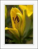 <font size=3><i> Yellow Lily