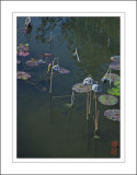 <font size=3><I> Early Spring  Lotus Pond