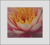 <font size=3><i>Spring Time Water Lily