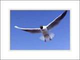 <font size=3><i>A Seagull Under a Blue Sky
