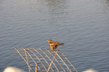 DSC_0782.jpg